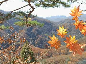 历届奥运金牌榜总排名(历届奥运金牌榜总排名图片)